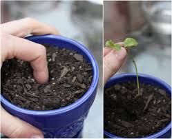 4) کمپوست (Compost)